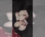 Small Photo #7 Poochon Puppy For Sale in JOHNSTOWN, PA, USA