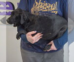 Small #3 American Staffordshire Terrier Mix