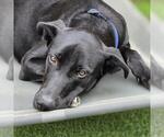 Small #2 Labrador Retriever Mix