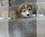 Puppy Reggie Pembroke Welsh Corgi
