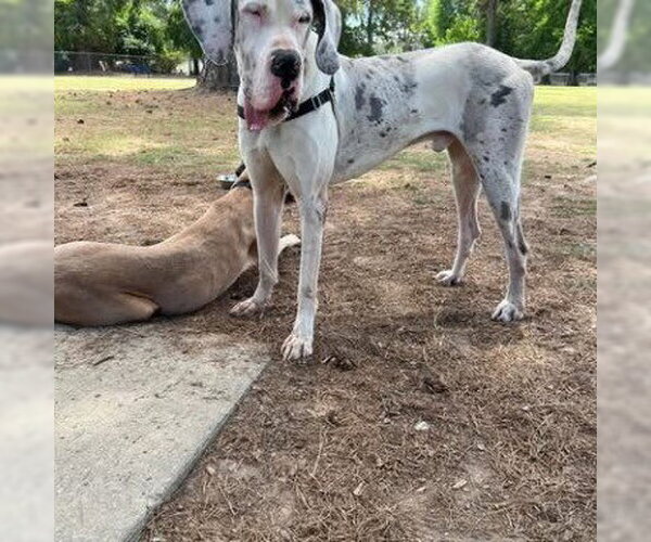 Medium Photo #3 Great Dane Puppy For Sale in Bullard, TX, USA