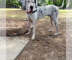 Small #2 Great Dane