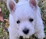 Small Photo #6 West Highland White Terrier Puppy For Sale in PHOENIX, AZ, USA