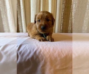 Golden Retriever Puppy for Sale in LATTA, South Carolina USA