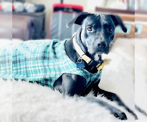 Blacklit Canopy - Female Mutt Dog for Adoption - Photo #4