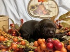 Small Photo #22 Labrador Retriever Puppy For Sale in MANTECA, CA, USA
