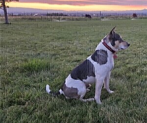 Father of the Rat Terrier puppies born on 07/15/2025