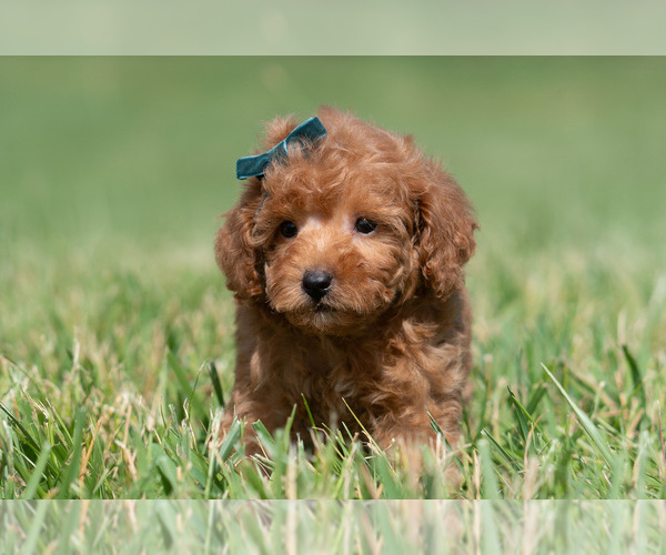 Medium Photo #33 Maltipoo (Miniature) Puppy For Sale in WARSAW, IN, USA