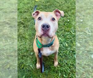 Staffordshire Bull Terrier Dogs for adoption in Waterford, VA, USA