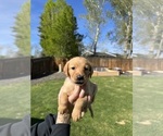 Small Photo #13 Australian Labradoodle Puppy For Sale in STAR, ID, USA