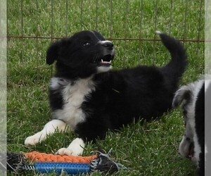 Border Collie Puppy for sale in CARLISLE, KY, USA