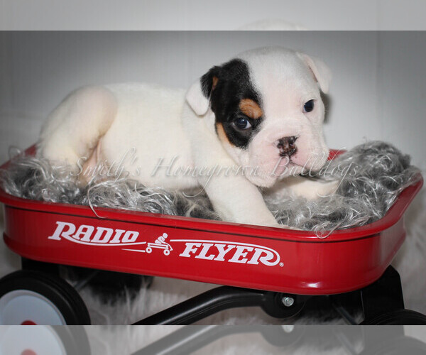 Medium Photo #3 English Bulldog Puppy For Sale in CARY, NC, USA