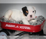 Small Photo #3 English Bulldog Puppy For Sale in CARY, NC, USA