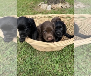 Cocker Spaniel Litter for sale in ELIZABETHTOWN, KY, USA