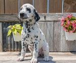 Small Photo #33 Dalmatian Puppy For Sale in GOSHEN, IN, USA