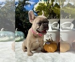 Small #6 French Bulldog