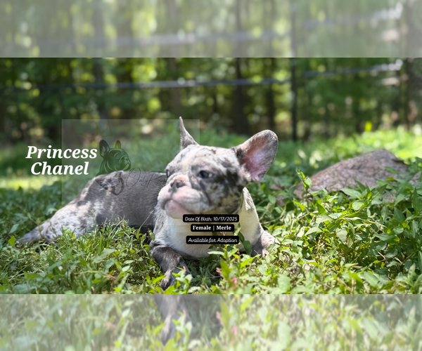 Medium Photo #4 French Bulldog Puppy For Sale in FAYETTEVILLE, GA, USA