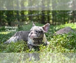 Small #3 French Bulldog