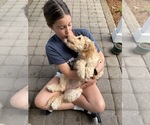 Small #1 Goldendoodle