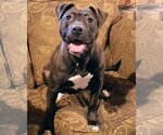 Small Photo #9 American Pit Bull Terrier Puppy For Sale in Clinton , MI, USA