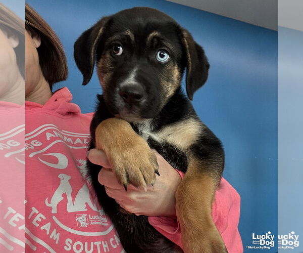 Medium Photo #2 Mutt Puppy For Sale in Washington, DC, USA