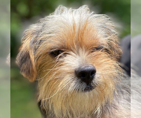 Medium Photo #6 Mutt Puppy For Sale in Pacolet, SC, USA