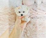 Small #15 Maltese