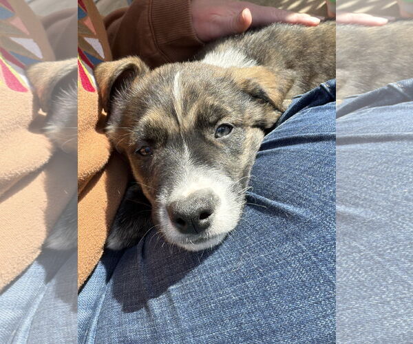 Medium Photo #3 Mutt Puppy For Sale in San Diego, CA, USA