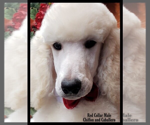 Medium Photo #11 Poodle (Standard) Puppy For Sale in MANCHESTER, MI, USA