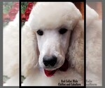 Small Photo #11 Poodle (Standard) Puppy For Sale in MANCHESTER, MI, USA