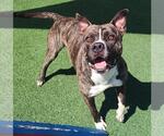 Small #3 American Pit Bull Terrier-Labrador Retriever Mix