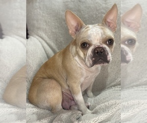 Mother of the Faux Frenchbo Bulldog puppies born on 04/30/2025