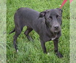 Small #1 Border Collie Mix