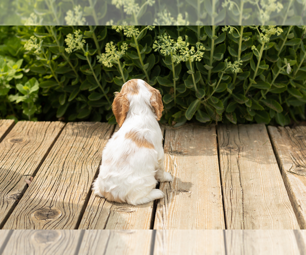 Medium Photo #5 Cocker Spaniel Puppy For Sale in NAPPANEE, IN, USA