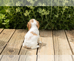 Small Photo #22 Cocker Spaniel Puppy For Sale in NAPPANEE, IN, USA