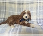 Small #3 Cavapoo