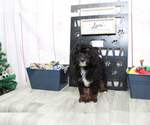 Small Photo #2 Bernedoodle (Miniature) Puppy For Sale in MARIETTA, GA, USA