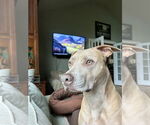 Small American Pit Bull Terrier-Weimaraner Mix