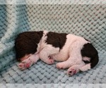 Small Photo #24 Poodle (Standard) Puppy For Sale in CLAYTON, WA, USA