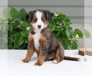 Bernedoodle (Miniature) Puppy for sale in NARVON, PA, USA