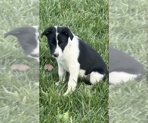 Border Collie Puppy for sale in ORLAND, CA, USA