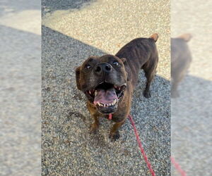 Boxer-Unknown Mix Dogs for adoption in Palmetto, FL, USA