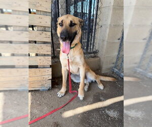 German Shepherd Dog Dogs for adoption in Riverside, CA, USA