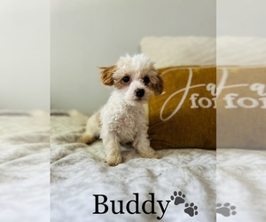 Maltipoo Puppy for sale in ALGOOD, TN, USA