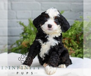Bernedoodle (Miniature) Puppy for sale in LITITZ, PA, USA