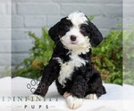 Small Bernedoodle (Miniature)