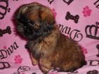 Small Photo #1 Shih Tzu Puppy For Sale in DIXON, IL, USA