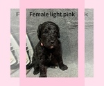 Puppy Light pink Labradoodle
