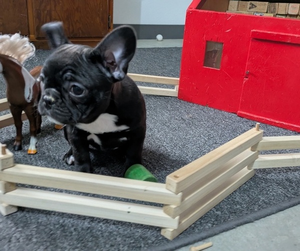 Medium Photo #4 Faux Frenchbo Bulldog Puppy For Sale in GOSHEN, IN, USA