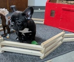 Small Photo #4 Faux Frenchbo Bulldog Puppy For Sale in GOSHEN, IN, USA